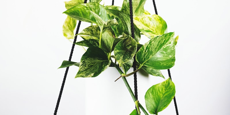 国际足联新闻发布会现场照片